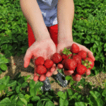 child holding freshly picked strawberries self-pick homespun steel bog